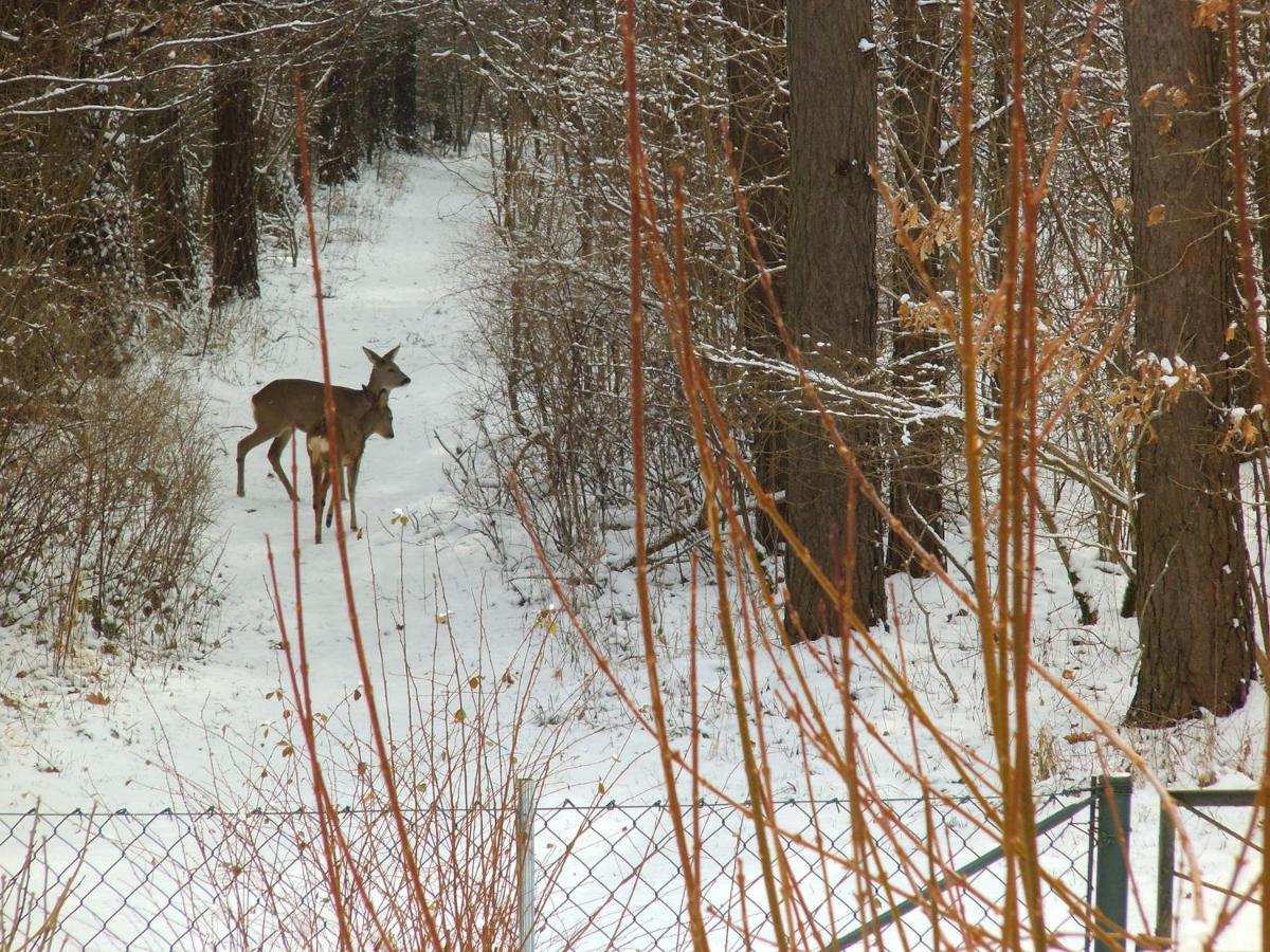 Ferienwohnung Wolf Nietwerder Eksteriør bilde